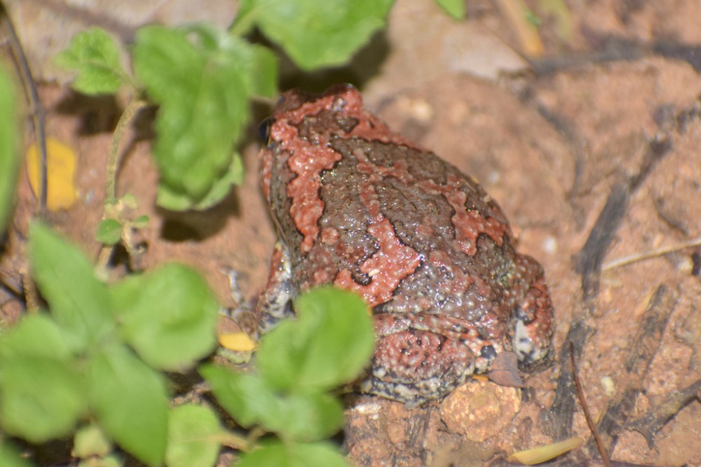 The Singing Frogs of Northeast India: Nature's Hidden Melodists